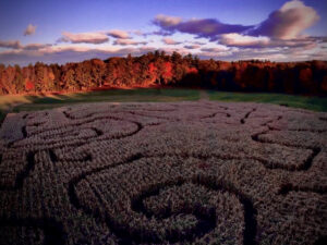 pineland farms corn maze